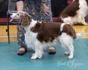 Shooting Dog